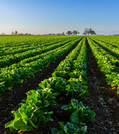 Agribusiness and Food