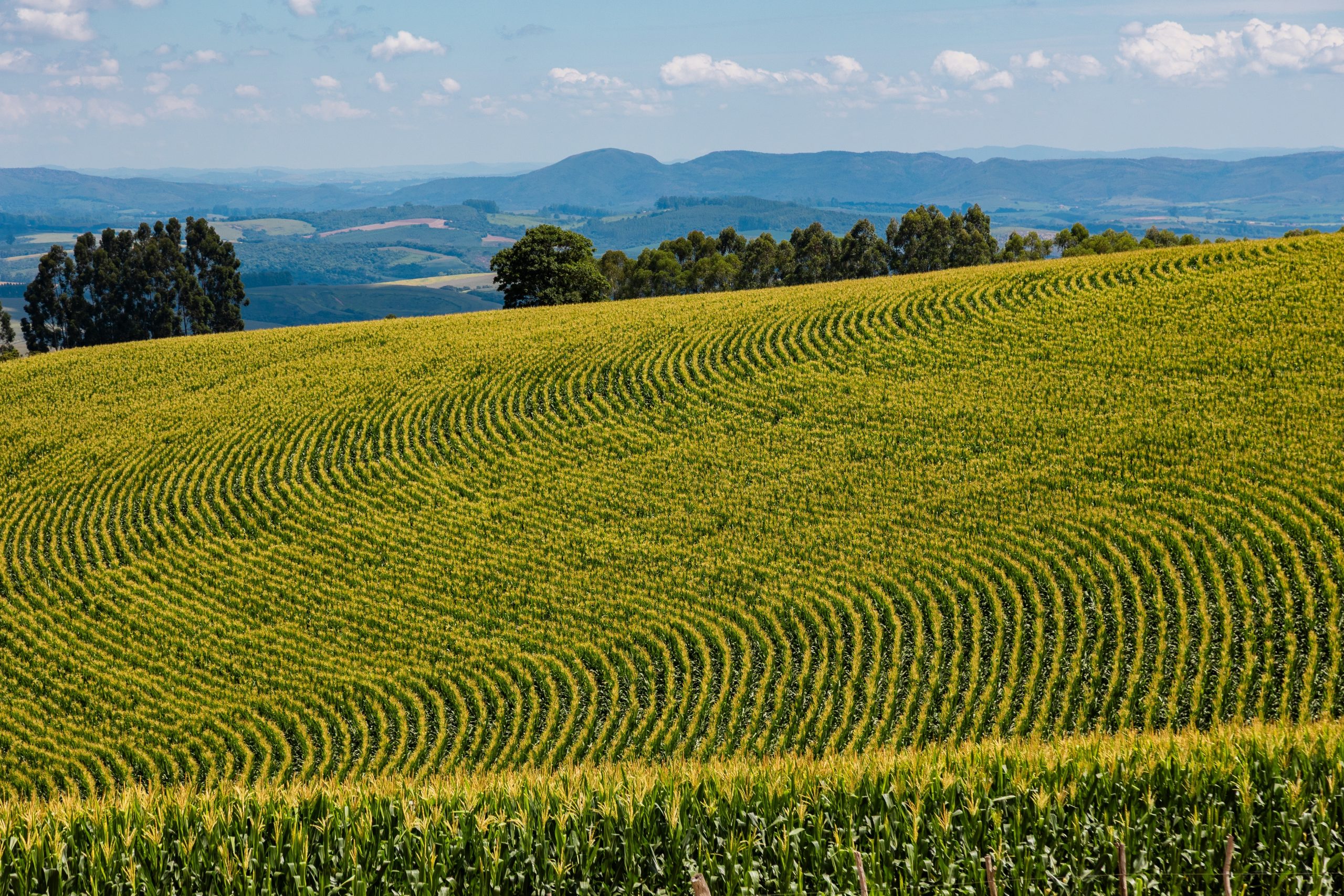 Corn,Farm,,Blue,Skies,And,Mountains,,Brazil